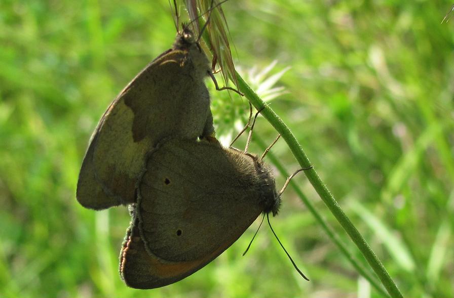 Maniola jurtina in accoppiamento
